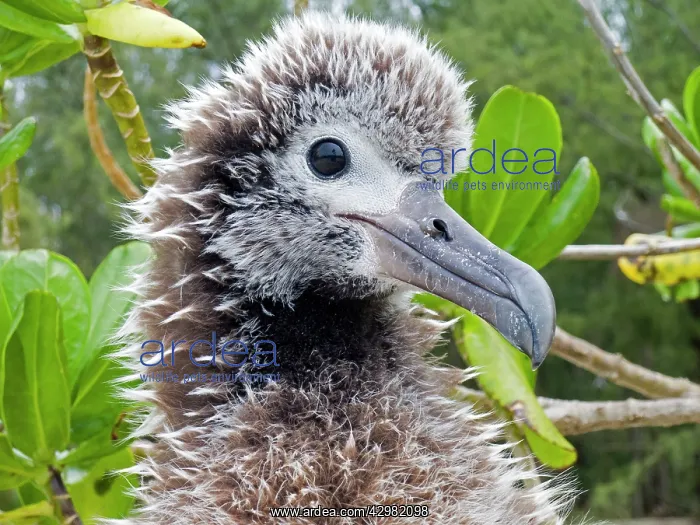 : Laysan Albatross - young : Laysan Albatross - young