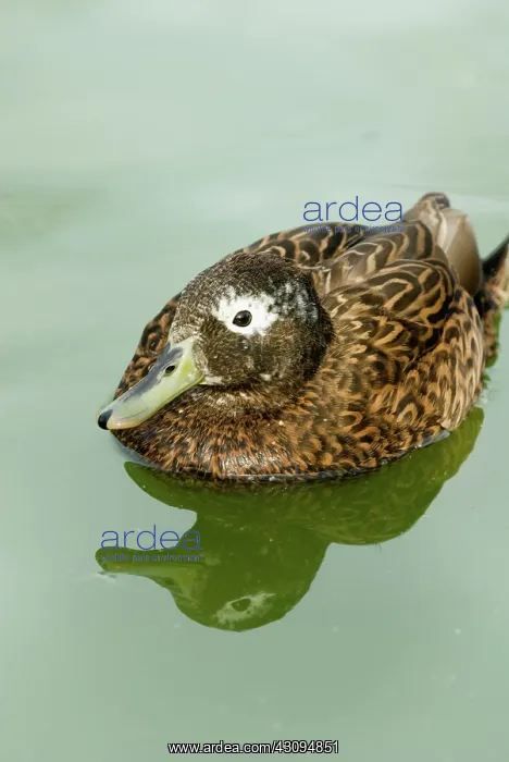 : Laysan Duck : Laysan Duck
