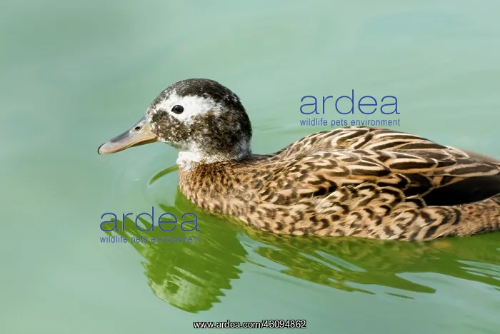 : Laysan Duck : Laysan Duck
