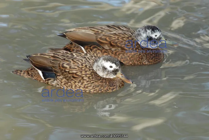 : Laysan Ducks : Laysan Ducks