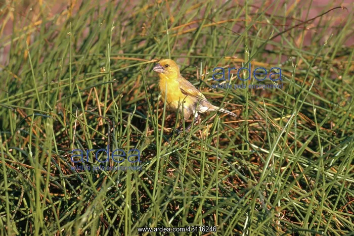 : Laysan Finch : Laysan Finch