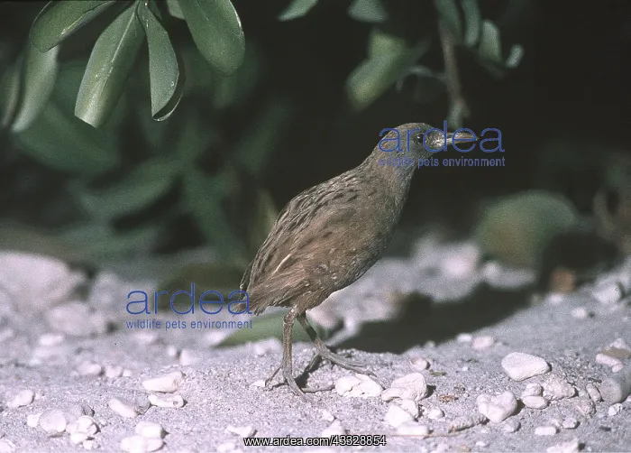 : LAYSAN RAIL - extinct species : LAYSAN RAIL - extinct species