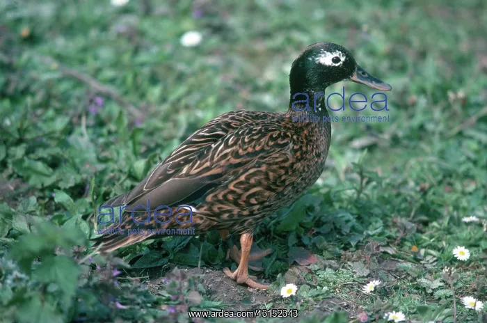 : Laysan Teal Drake : Laysan Teal Drake