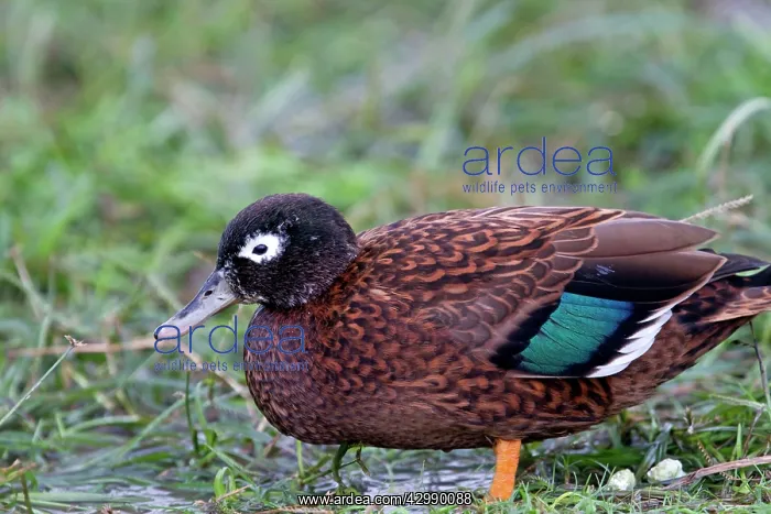  : Laysan Teal  /  Duck
