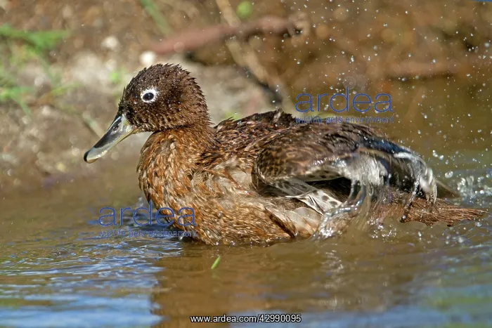 : Laysan Teal / Duck : Laysan Teal / Duck