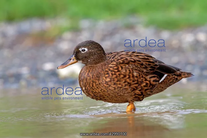 : Laysan Teal / Duck : Laysan Teal / Duck