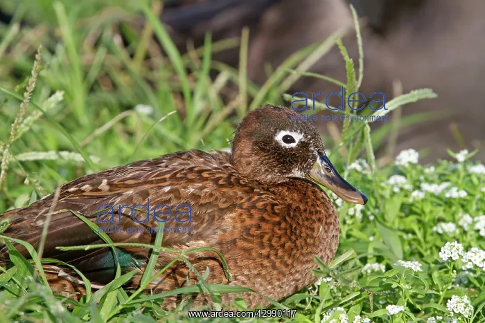 : Laysan Teal / Duck : Laysan Teal / Duck