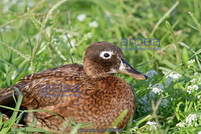 : Laysan Teal / Duck : Laysan Teal / Duck