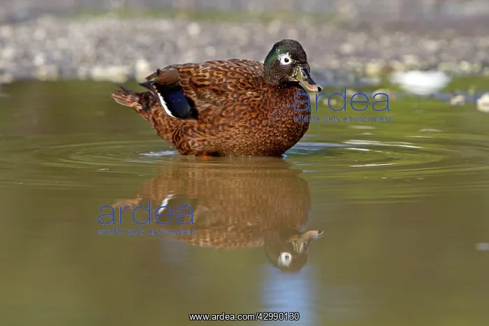  : Laysan Teal  /  Duck