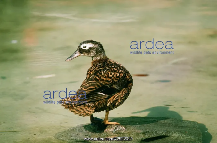 : Laysan Teal Duck - female : Laysan Teal Duck - female