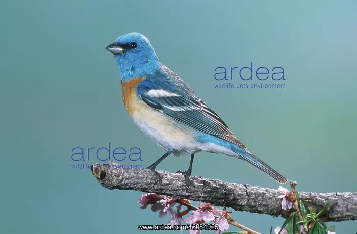 : Lazuli Bunting : Lazuli Bunting