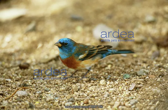 : Lazuli Bunting : Lazuli Bunting