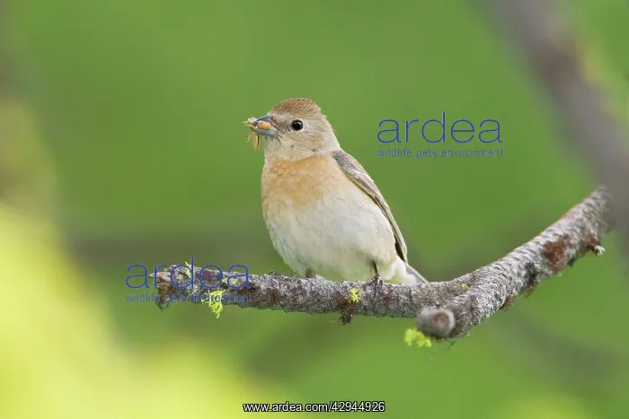 : Lazuli Bunting, Adult female : Lazuli Bunting, Adult female