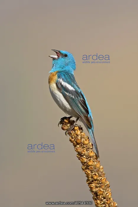 : Lazuli Bunting, Adult male : Lazuli Bunting, Adult male