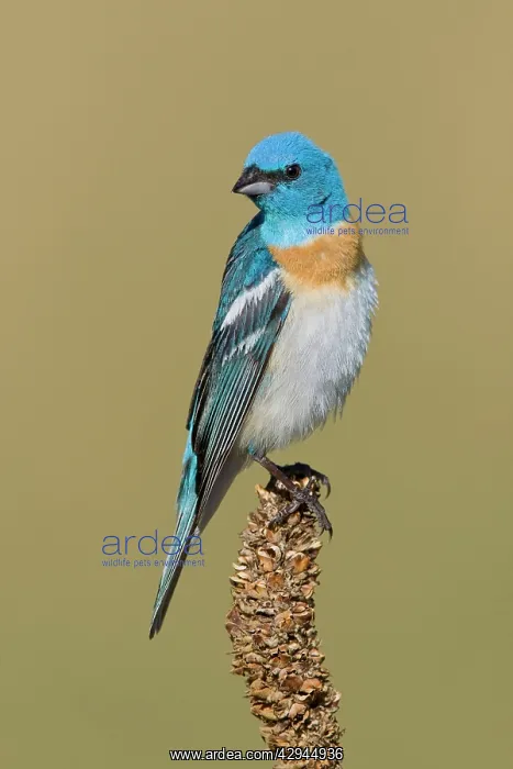 : Lazuli Bunting, Adult male : Lazuli Bunting, Adult male