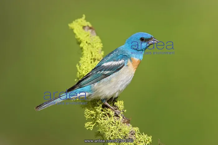 : Lazuli Bunting, Adult male : Lazuli Bunting, Adult male