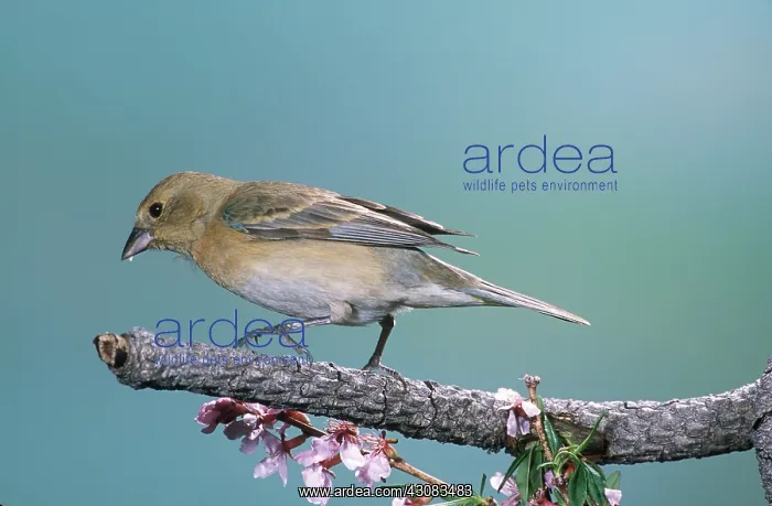 : Lazuli Bunting female : Lazuli Bunting female