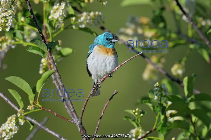 : Lazuli Bunting - male : Lazuli Bunting - male