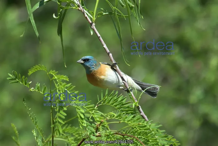: Lazuli Bunting - Male on branch in bush : Lazuli Bunting - Male on branch in bush