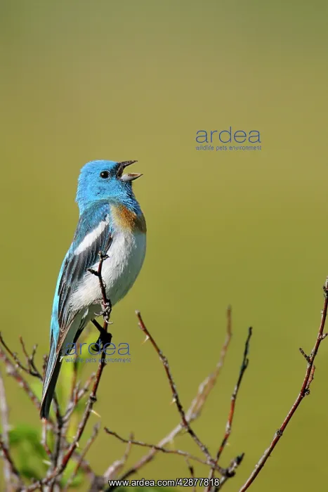 : Lazuli Bunting - male singing : Lazuli Bunting - male singing