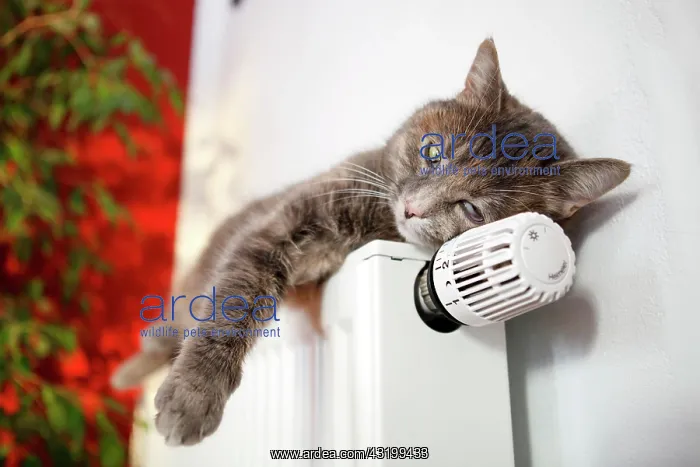 : Lazy cat lying on a heater : Lazy cat lying on a heater