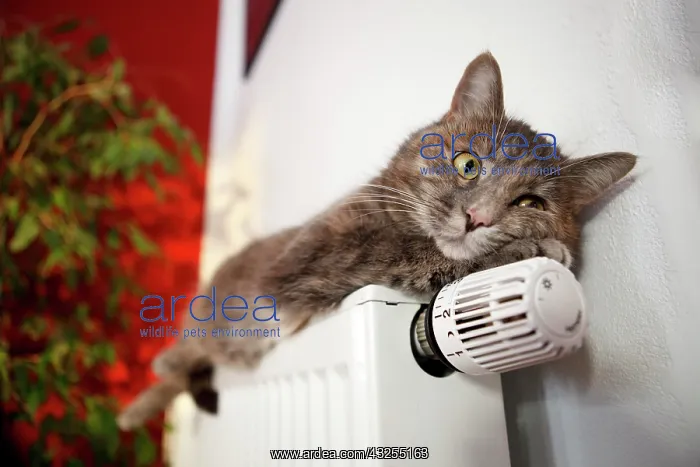 : Lazy cat lying on a heater : Lazy cat lying on a heater