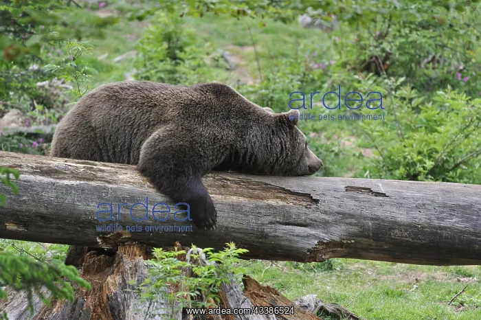 : Lazy Eurasian brown bear (Ursus arctos) sleeping : Lazy Eurasian brown bear (Ursus arctos) sleeping