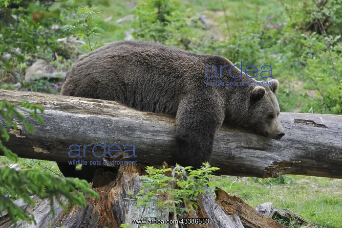: Lazy Eurasian brown bear (Ursus arctos) sleeping : Lazy Eurasian brown bear (Ursus arctos) sleeping