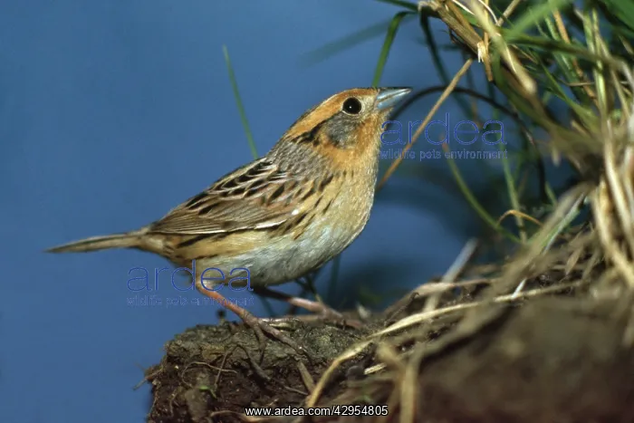 : Le Conte's Sparrow : Le Conte's Sparrow
