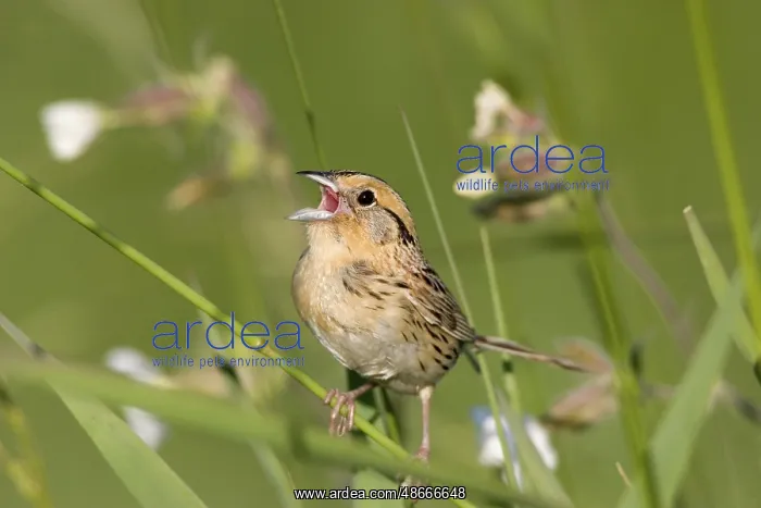 : Le Conte's Sparrow Ammodramus leconteii Tamarack, Aitkin : Le Conte's Sparrow Ammodramus leconteii Tamarack, Aitkin
