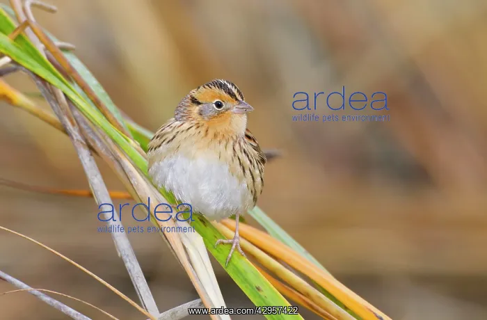  : Le Conte's Sparrow - in fall in Spartina grass