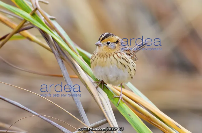 : Le Conte's Sparrow - in fall in Spartina grass : Le Conte's Sparrow - in fall in Spartina grass