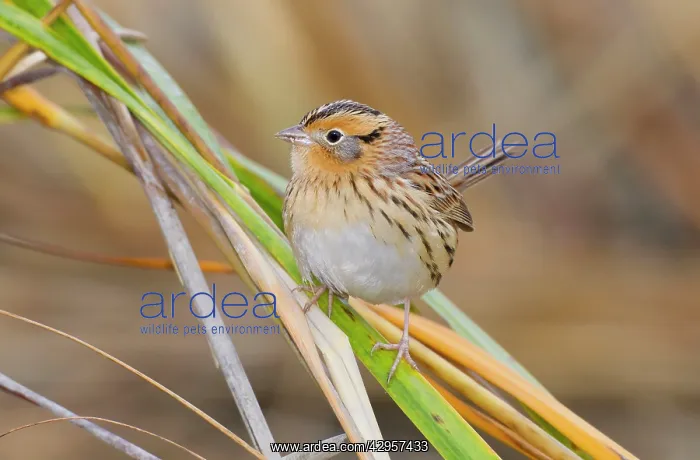  : Le Conte's Sparrow - in fall in Spartina grass