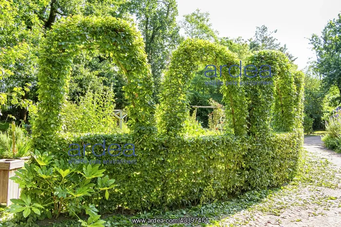 : Le Jardin du curs, Parc Floral de la Court d'Aron : Le Jardin du curs, Parc Floral de la Court d'Aron