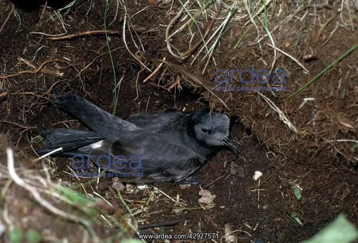  : LEACH'S PETREL