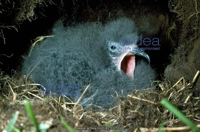 : Leach's Petrel - chick : Leach's Petrel - chick