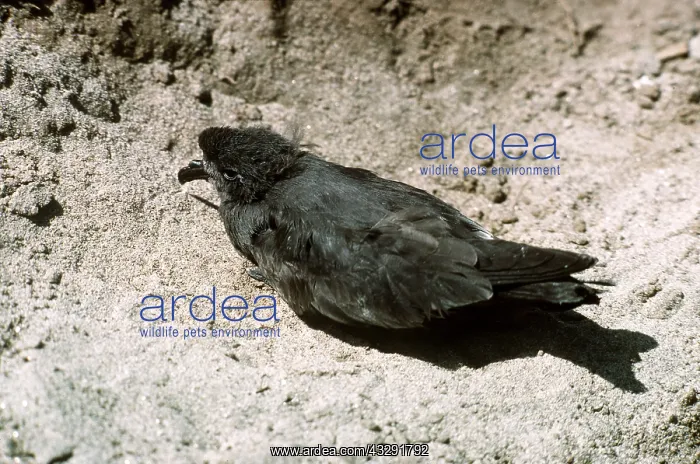 : Leach's Storm PETREL : Leach's Storm PETREL