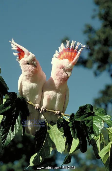 : Leadbeater cockatoo : Leadbeater cockatoo