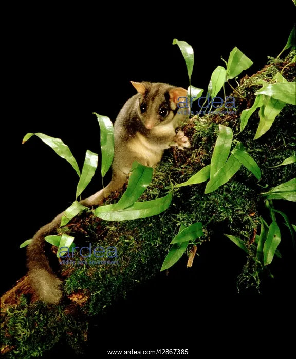 : LeadbeaterIs Possum