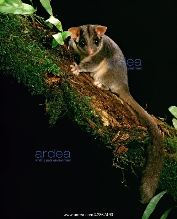 : LeadbeaterIs Possum : LeadbeaterIs Possum