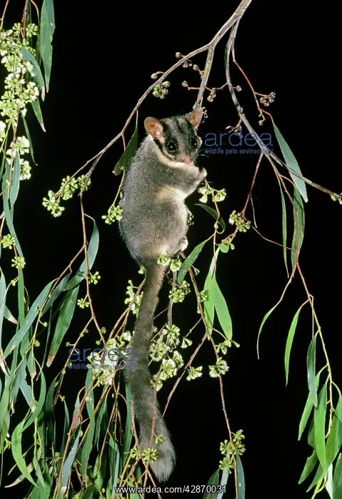 : LeadbeaterIs Possum - Climbing among flowering : LeadbeaterIs Possum - Climbing among flowering