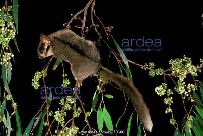 : LeadbeaterIs Possum - Climbing among flowering : LeadbeaterIs Possum - Climbing among flowering