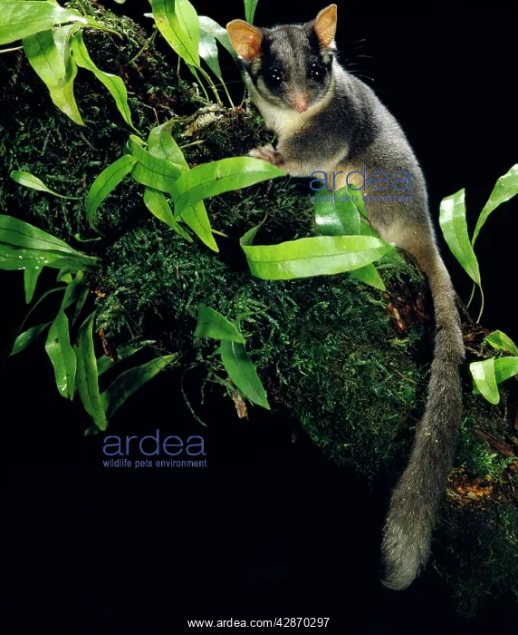 : LeadbeaterIs possum - In tree : LeadbeaterIs possum - In tree