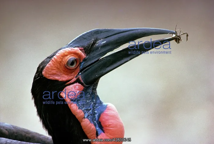 : Leadbeater's Ground HORNBILL : Leadbeater's Ground HORNBILL