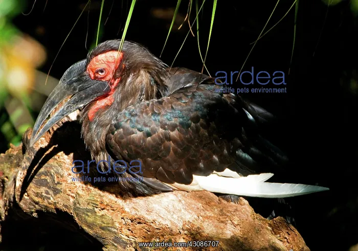 : Leadbeater's Ground Hornbill : Leadbeater's Ground Hornbill