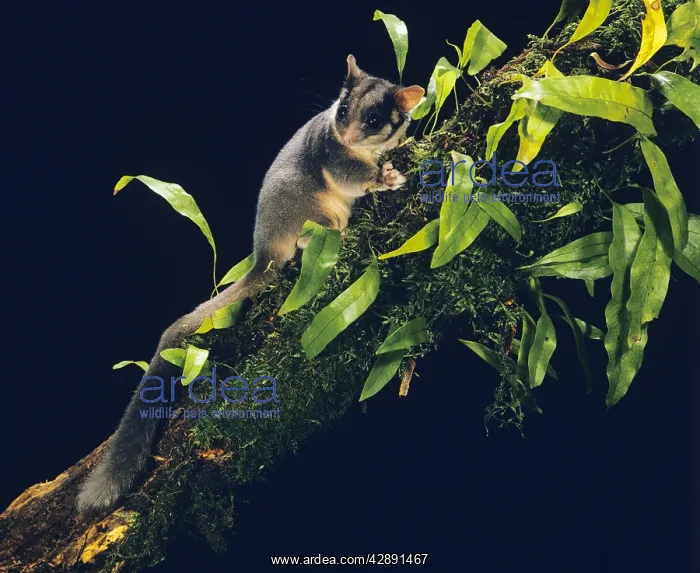 : Leadbeater's Possum : Leadbeater's Possum