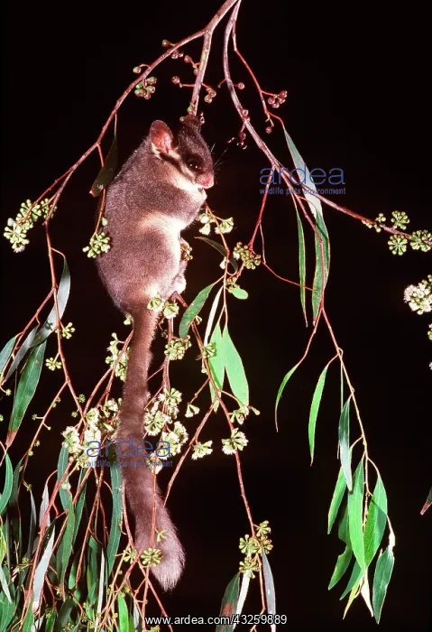 : Leadbeater's Possum : Leadbeater's Possum