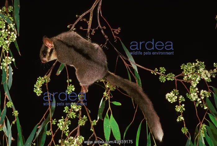 : Leadbeater's Possum - climbing among flowering : Leadbeater's Possum - climbing among flowering