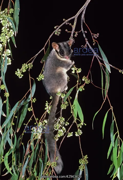 : Leadbeater's Possum - climbing among flowering : Leadbeater's Possum - climbing among flowering