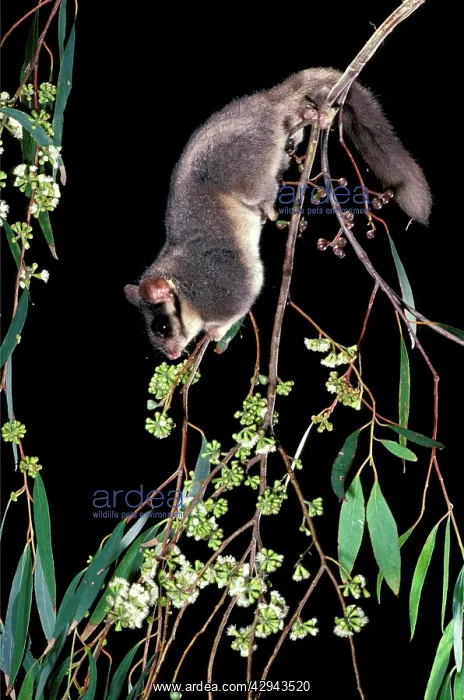 : Leadbeater's Possum - climbing among flowering : Leadbeater's Possum - climbing among flowering